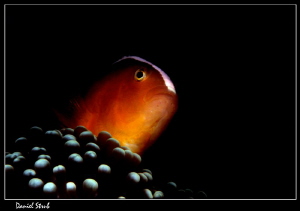 Skunk anemonefish :-D by Daniel Strub 